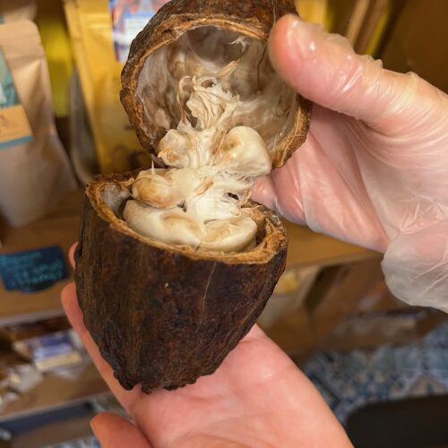 Une cosse de cacao ouverte