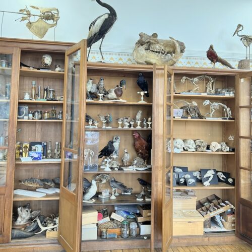 Collection scientifique avec crânes et squelettes d'animaux. Modèles empaillés