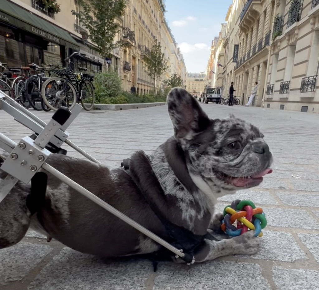 Odette bouledogue français équipé d'un chariot à roulettes à l'arrière.